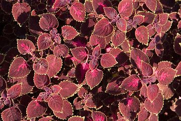 Image showing red leaves