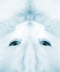 Image showing White cat