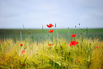 Image showing Green organic whet and poppy flowers