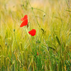 Image showing Green organic whet and poppy flowers