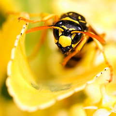 Image showing Staring wasp