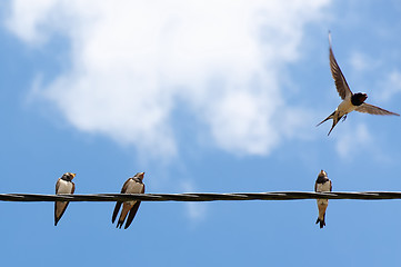 Image showing Four swallows