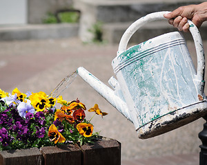 Image showing Watering the flowers