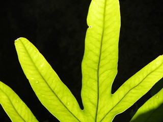 Image showing Tropical Sunrise Leaf
