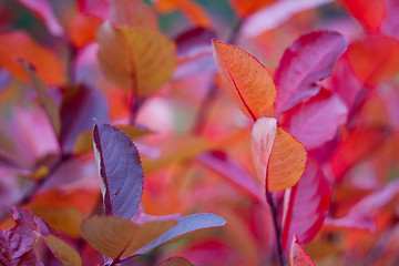Image showing Aronia at fall colors