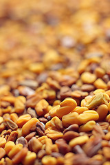 Image showing Fenugreek seeds