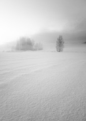 Image showing Trees at the fog