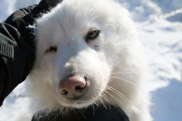 Image showing funny dog portrait