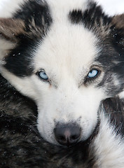 Image showing husky dog