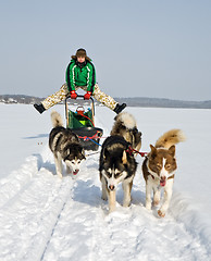 Image showing dog sledding