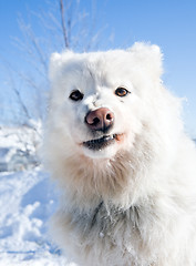 Image showing funny dog portrait