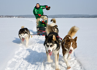 Image showing dog sledding