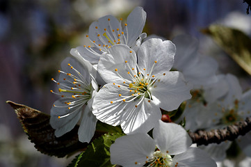 Image showing apple blossom