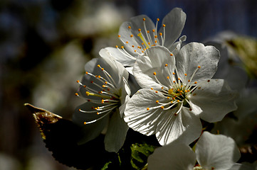 Image showing apple blossom