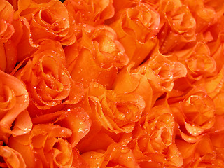 Image showing orange  beauty