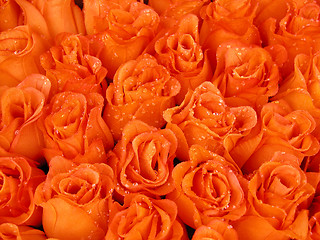 Image showing orange beauty