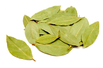 Image showing Laurel leaf