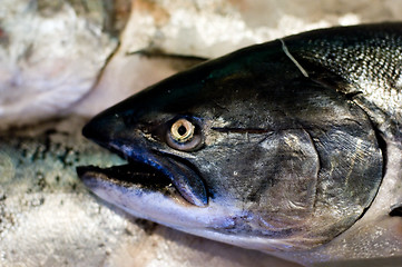 Image showing King salmon