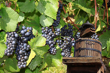 Image showing Grape-gathering