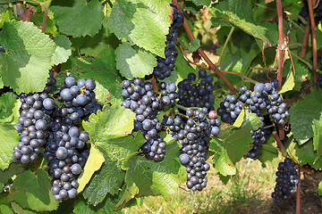 Image showing Grapes