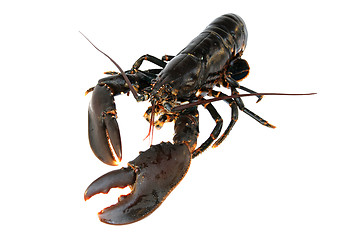 Image showing Lobster