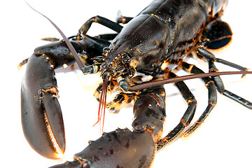 Image showing Lobster