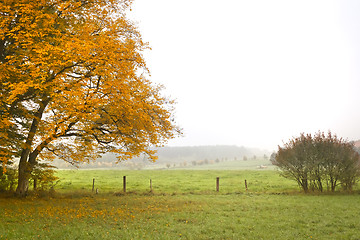 Image showing autumn leaf