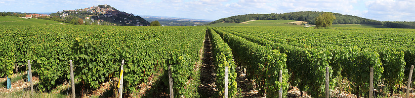 Image showing Grape-gathering