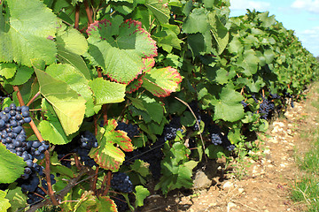 Image showing Bunches of grapes