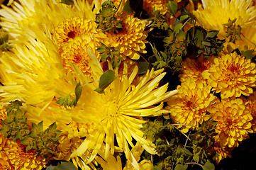 Image showing Flowers 64