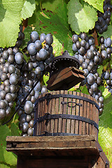 Image showing Grape-gathering