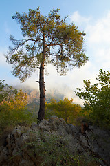 Image showing Lone tree in mountains