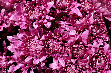 Image showing Flowers 67