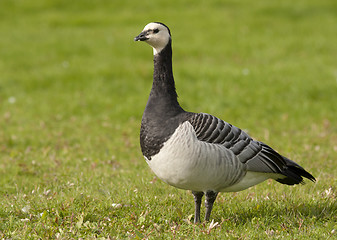 Image showing Barnacle Goose