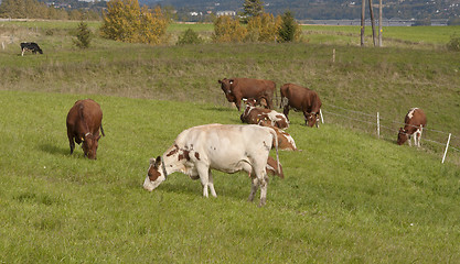 Image showing Cows