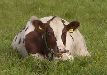 Image showing Cow