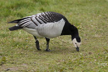 Image showing Barnacle Goose