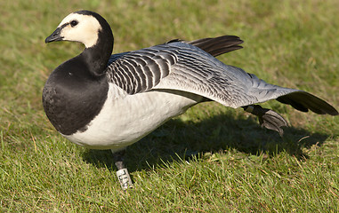 Image showing Barnacle Goose