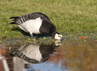 Image showing Barnacle Goose