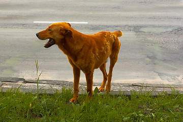 Image showing Stray dog