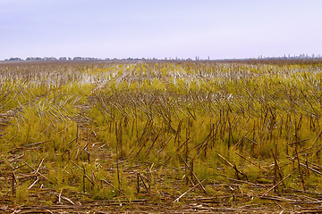 Image showing View sunflower fields after harvest