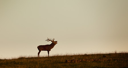 Image showing deer