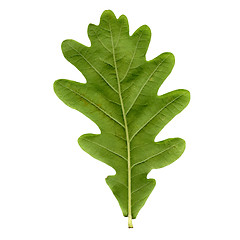 Image showing Oak leaf