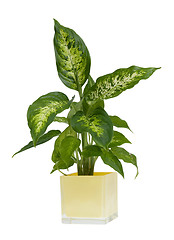 Image showing Houseplant