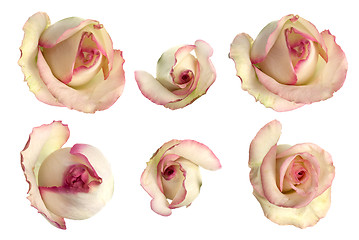 Image showing Set of pink roses