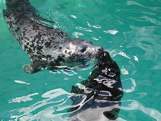 Image showing Seals in aquarium Bergen 06.04.2001