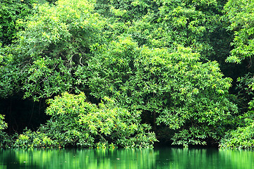 Image showing green trees reflecting in the water