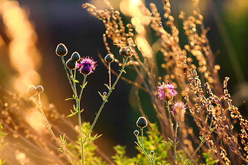 Image showing stems of autumn grass