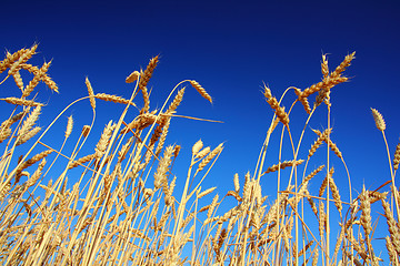 Image showing stems of the wheat under sky