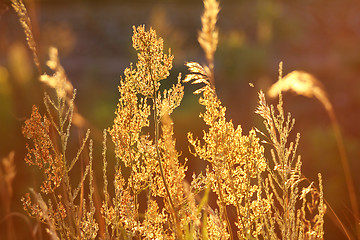 Image showing stems of autumn grass